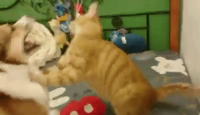 宠物党争:你是猫派还是狗派?