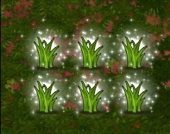 迷迭香草种子.jpg