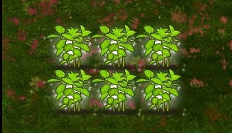 荷兰薄荷种子 成长43分钟 成长成荷兰薄荷植物.jpg