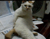 -.gif