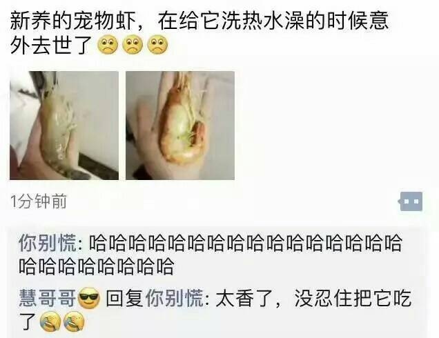 宠物虾.jpg