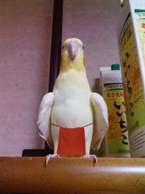 鹦鹉.jpg