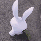 QQ图片20170628012802.gif