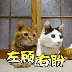 90C4CB40-CBB6-4C88-8A56-7E492D0596F7.gif
